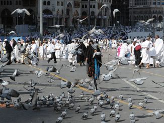 pigeons living in Haram