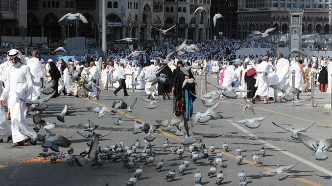 pigeons living in Haram